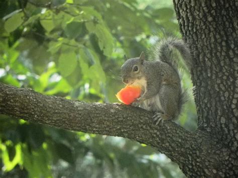 A Squirrel Eats A Tomato Nature Photo Gallery