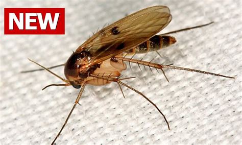Gnats can be annoying insects. Getting Rid. How To Get Rid Of Flies In Bathroom. www.e ...