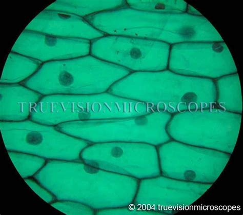 40x 400x Compound Monocularbiological Microscope45 Degree Angled