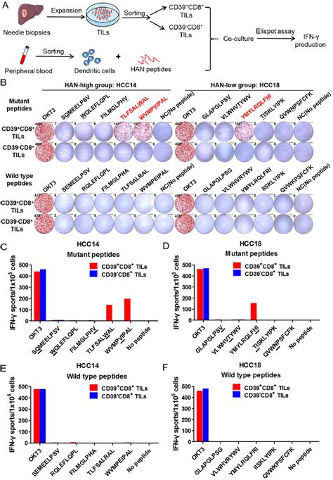 Neoantigen Specific T Cells Were Identified In CD39 CD8 TILs A B