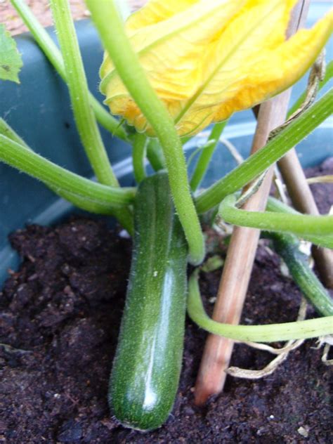 Kellis Northern Ireland Garden Veg Update Courgette Cucumber