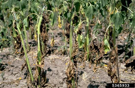 Verticillium Wilt Is A Non Curable Fungal Disease With A Wide Host