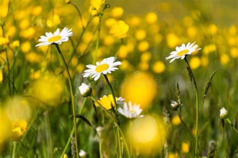 Daisies And Buttercups On Spring Meadow Stock Photo Image Of Flora