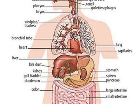 An organ is a collection of tissues that have a specific role to play in the human body. portion uterus introduction Female Human Organs Diagram to diagram of internal organs human body ...