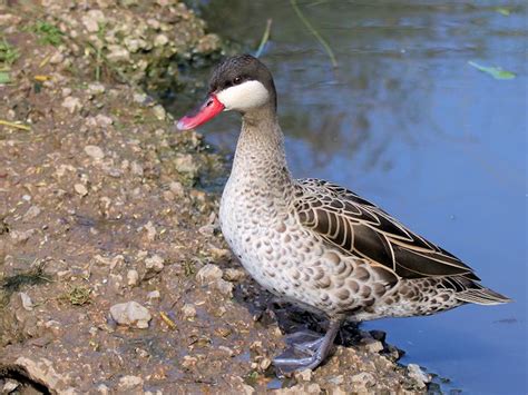 Identify Red Billed Teal Wwt Slimbridge