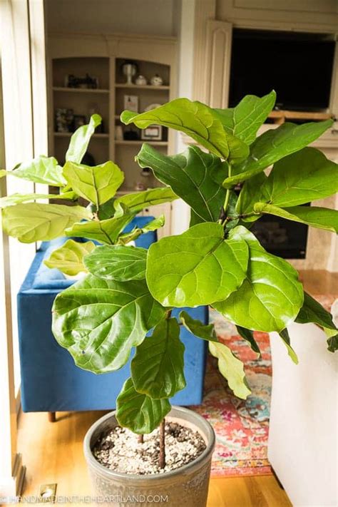 It might be getting too much sun, try moving it into a bright area nearby. How to care for a Fiddle Leaf Fig Tree - Handmade in the ...