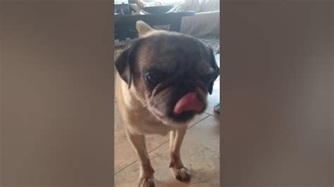 Just Samson The 10 Year Old Pug Eating Peanut Butter Youtube
