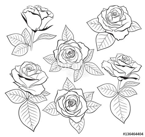 Rose Outline Vector Set Of Detailed Isolated Outline Rose Bud Sketches