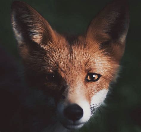 Young Photographer Creates A Bond With Wild Animals To Get These