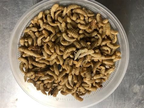 Mealworm Pupae 100 Count Vermont Mealworm Farm