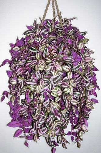 This wandering jew produces small flowers that bloom in colors of pink, lavender, and white. Pin on plant friends