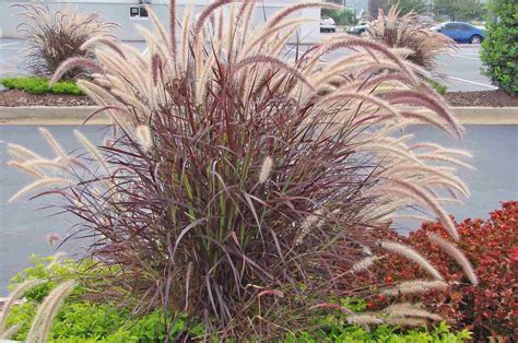 Red Purple Fountain Grass Pennisetum Setaceum Rubrum Ornamental