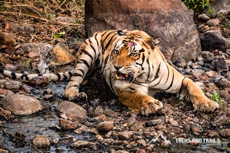 Kanha Tiger Safari Treks And Trails India