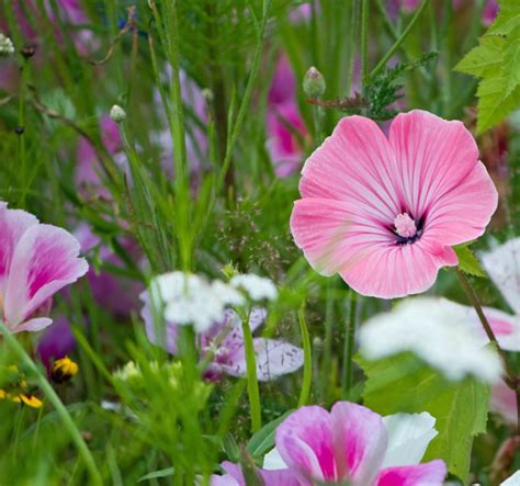 Species landing page for wildflowers. Wild Flowers Free Stock Photo - Public Domain Pictures