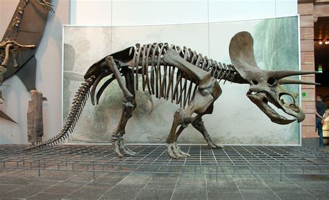 10 Intriguing Facts About Triceratops