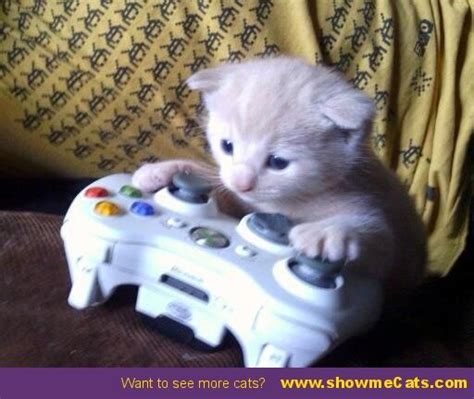 Are There Too Many Kitten Gamer Girls General Discussion Overwatch