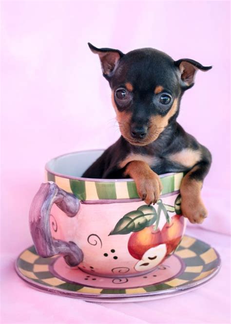 Miniature Pinscher Min Pin Puppies For Sale By Teacups