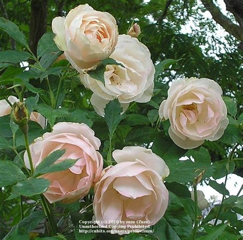 First Kiss Is A Huge Floribunda With A Wonderful Aroma Rose Cuttings