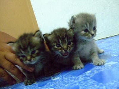 Look at pictures of domestic longhair kittens who need a home. Persian + Domestic Long Hair Kittens Sold - 8 Years 1 ...