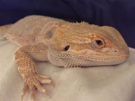 This Is My Baby 3 Bearded Dragon Pet Lizards Bearded Dragon Pets