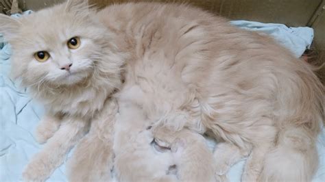Persian Cat Delivery Cat Pregnancy At Home Youtube