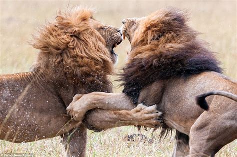 Kenya Lions Fight For The Right To Lead Their Pride In Amazing Pictures Daily Mail Online