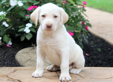 We try to update often with video of our precious pups in action. Angel | Labrador Retriever - English Cream Puppy For Sale ...