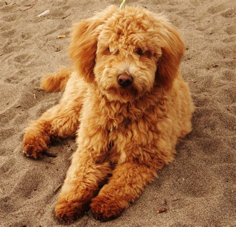 I'll be living in a one bedroom apartment in the heart of downtown toronto, sounds anyways main point, i'd like to see the size of a full grown mini/med goldendoodle, maybe compared to a person? Moms - Doodles And More