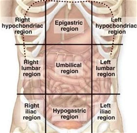 445 x 435 jpeg 39 кб. Ch. 3-Abdomen - Radiography 526 149 with Dyan Hannam at Moraine Park Technical College - StudyBlue