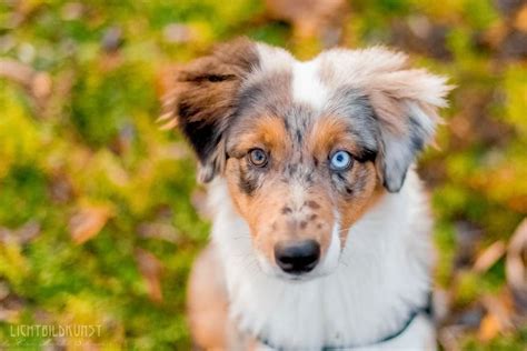 This Multi Colored Border Collie Pup Has Such A Pretty Face Animales