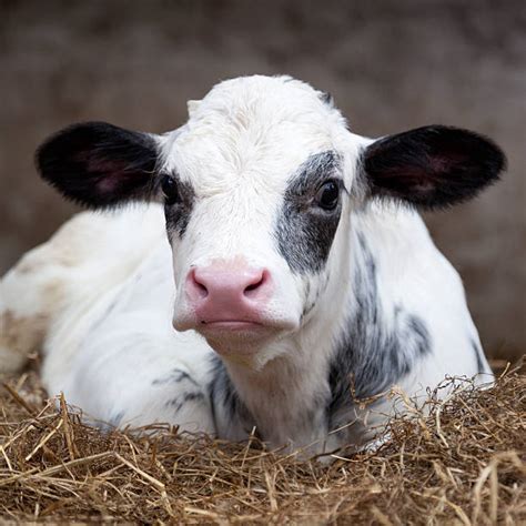 Calf Lying Down Stock Photos Pictures And Royalty Free Images Istock