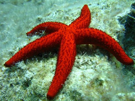 What Do Starfish Eat Feeding Starfish In Aquarium Animal Hype