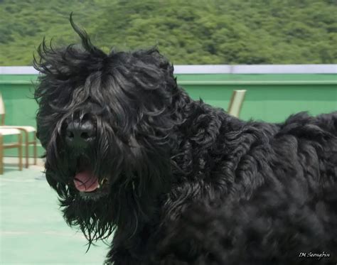 15 Big Dogs With Long Hair That Will Take Your Breath Away Glamorous Dogs