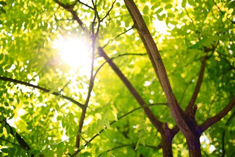 Green Leafed Tree With Sunlight At Daytime Photo Free Tree Image On
