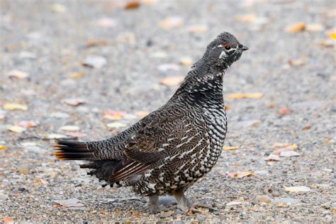 Spruce Grouse Spruce Grouse Falcipennis Canadensis Near Flickr