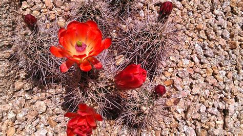 Desert Cactus Bloom Desert Cactus Natural Ts Flowers