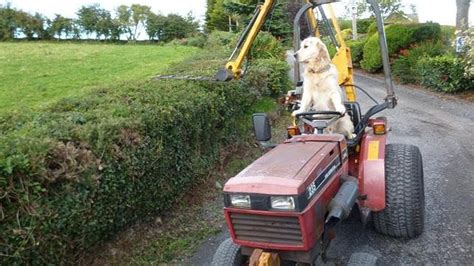 This Dog Loves Driving Tractors Youtube