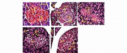 Pancreas Histology Rat Eosin Hematoxylin Stained Control