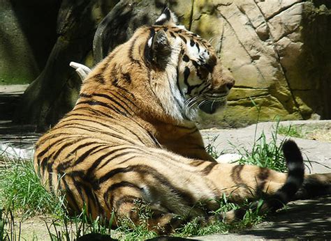 Oregon Zoo Amur Tiger This Beautiful Animal Was Inside A Flickr
