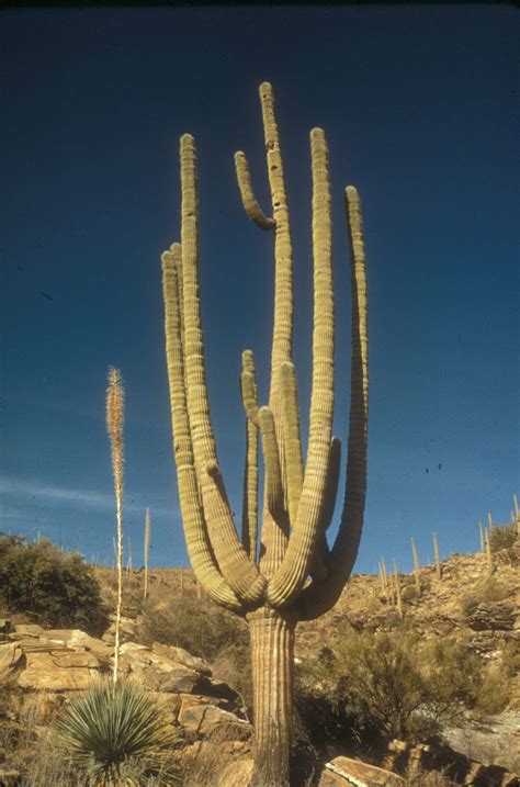 Saguaro National Park Arizona Saguaro National Parks Cactus