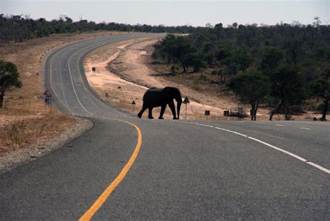 Elephants Thrive In Botswana A Rare Spot On A Continent Hit Hard By Ivory Poaching Ctv News