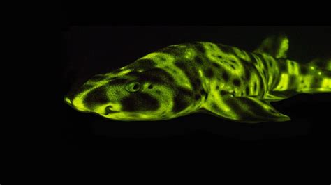 Glow In The Dark Sharks And Other Stunning Sea Creatures David Gruber