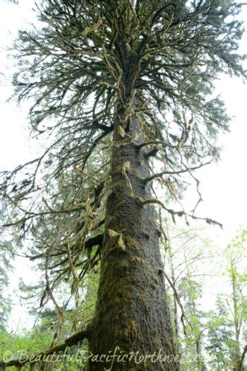 Sitka Spruce Tree