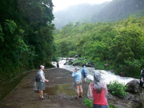 Mount Waialeale Rainforest Hike Easy To Moderate Tours Activities