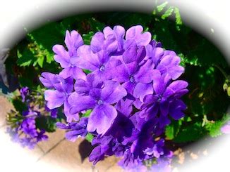 Negatively, purple flowers may reflect an enjoyment of witnessing other. Lords Day 5