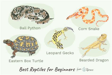 These species have been ranked by size, ease of care any pet lizard requires thorough research of care requirements and much consideration before the. An Overview of Pet Reptiles for Beginners