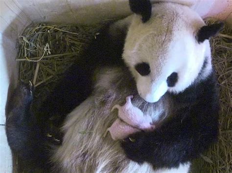 Days After Giving Birth Giant Panda Wows Vienna Zoo With Twins