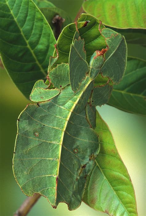 Leaf Insect Camouflage