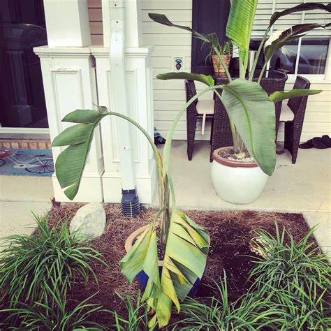 It's possible that the graft is failing, as they all tend to eventually do. Can this bird of paradise be saved? Details will be in ...