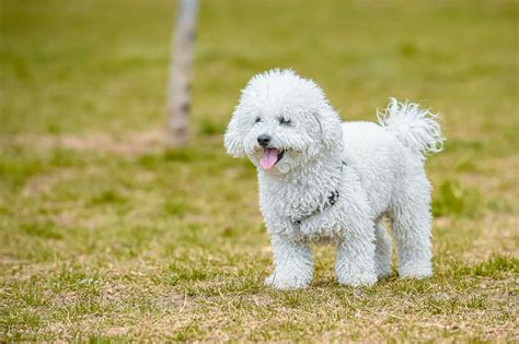 8 Best White Curly Haired Dog Breeds From Small To Large